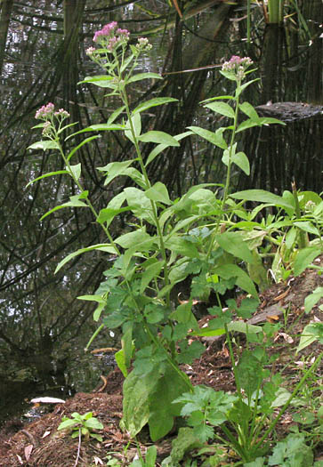 Detailed Picture 4 of Pluchea odorata var. odorata