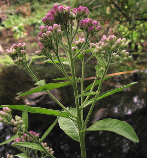 Detailed Picture 2 of Pluchea odorata var. odorata