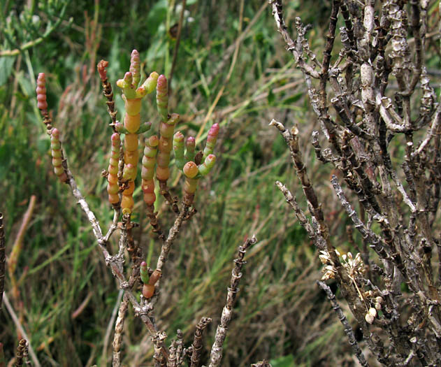 Detailed Picture 7 of Salicornia pacifica