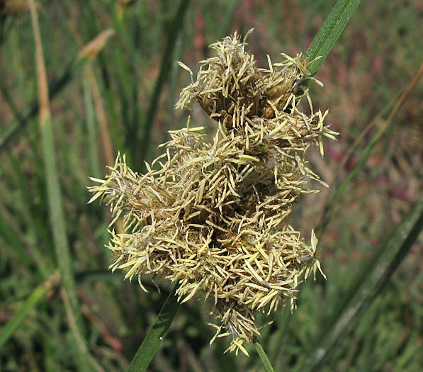 Detailed Picture 2 of Bolboschoenus maritimus ssp. paludosus