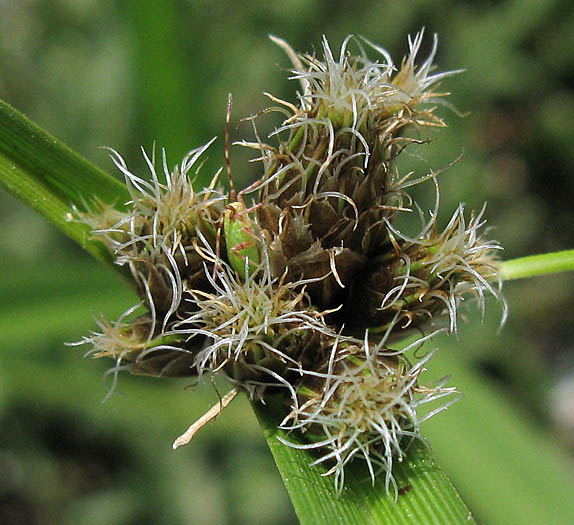 Detailed Picture 1 of Bolboschoenus maritimus ssp. paludosus