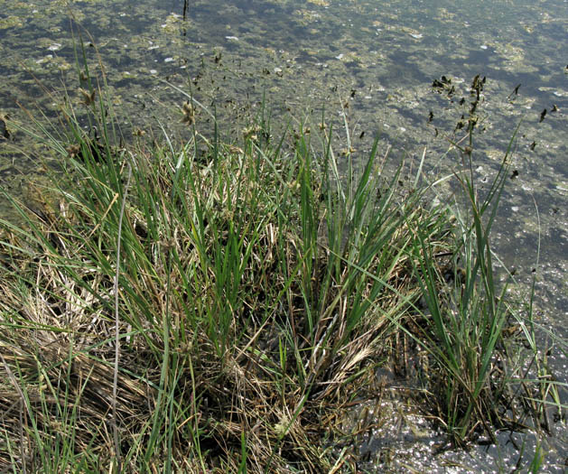 Detailed Picture 7 of Bolboschoenus maritimus ssp. paludosus