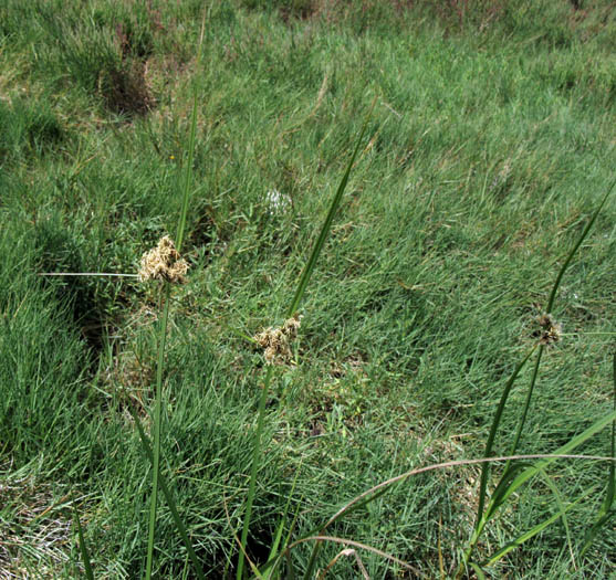 Detailed Picture 6 of Bolboschoenus maritimus ssp. paludosus