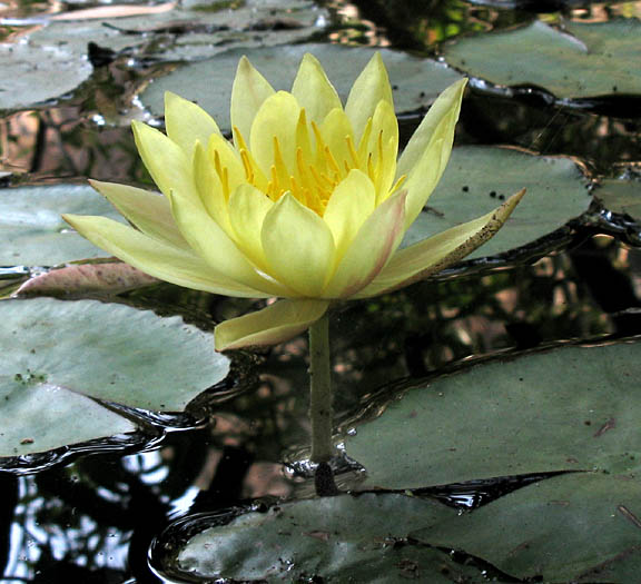 Detailed Picture 2 of Nymphaea mexicana