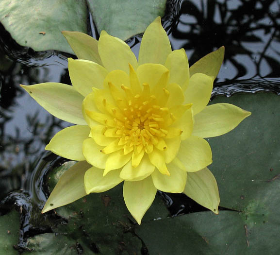 Detailed Picture 1 of Nymphaea mexicana