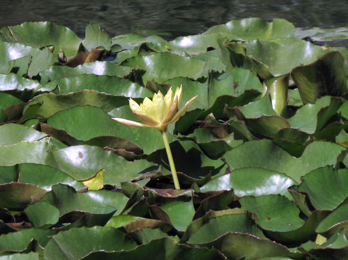 Detailed Picture 4 of Nymphaea mexicana