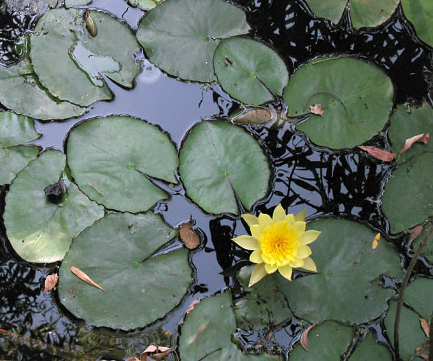 Detailed Picture 3 of Nymphaea mexicana