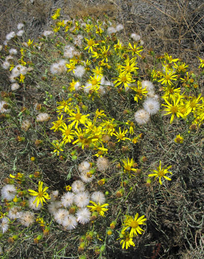 Detailed Picture 4 of Senecio flaccidus var. douglasii