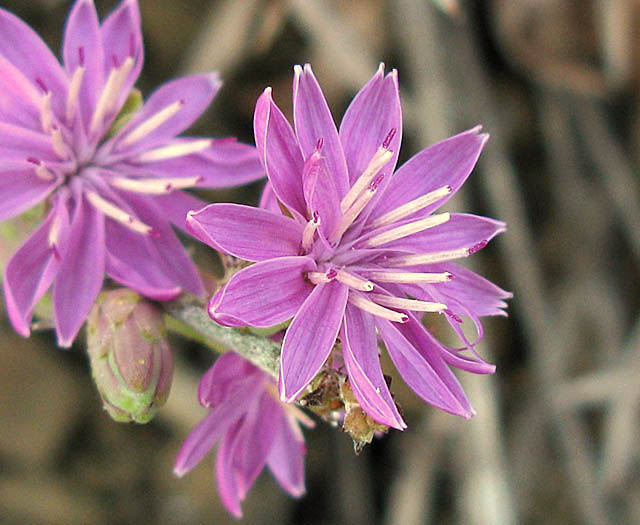 Detailed Picture 3 of Stephanomeria cichoriacea