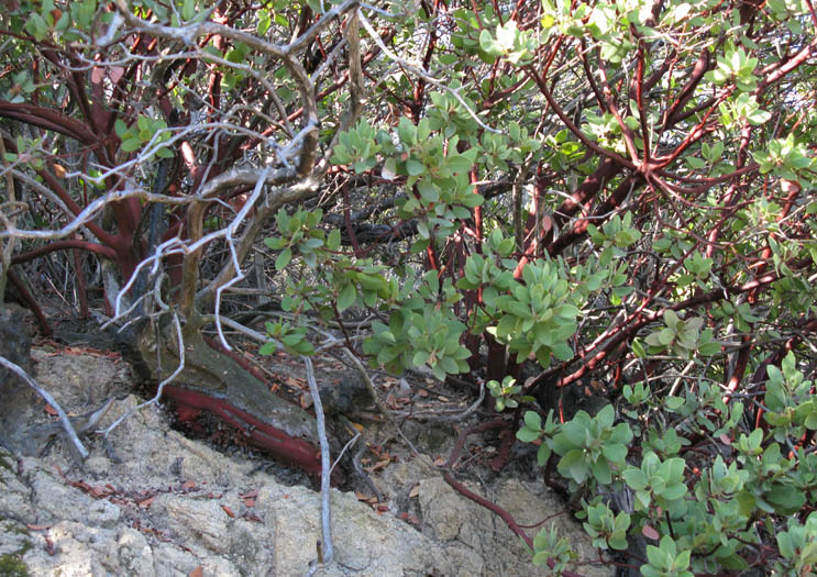 Detailed Picture 9 of Arctostaphylos glandulosa