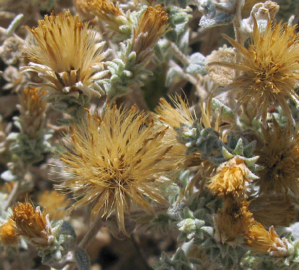 Detailed Picture 4 of Brickellia nevinii