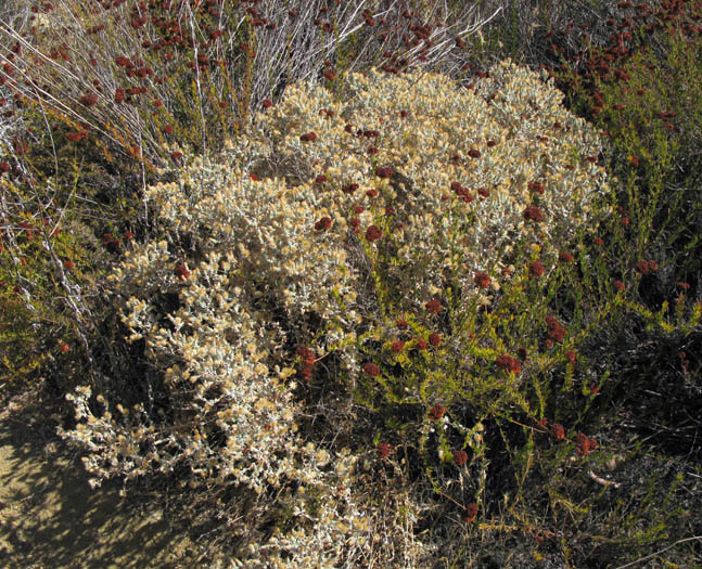 Detailed Picture 3 of Brickellia nevinii