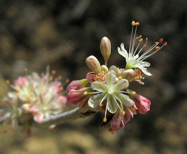 Detailed Picture 2 of Eriogonum elongatum var. elongatum