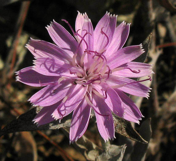 Detailed Picture 1 of Stephanomeria cichoriacea