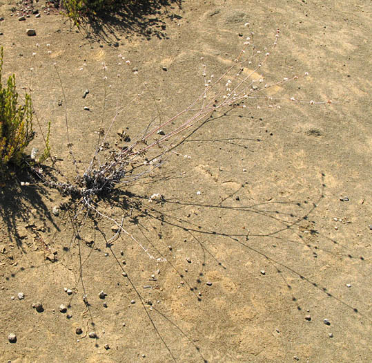 Detailed Picture 4 of Eriogonum elongatum var. elongatum