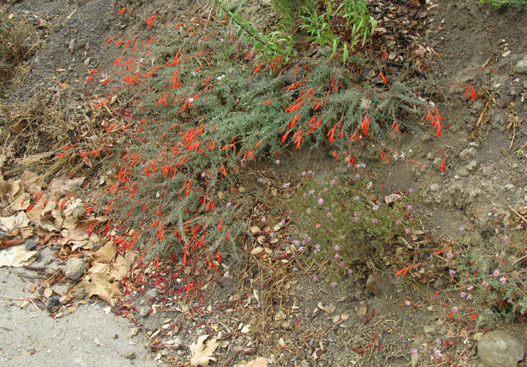 Detailed Picture 6 of Epilobium canum ssp. canum