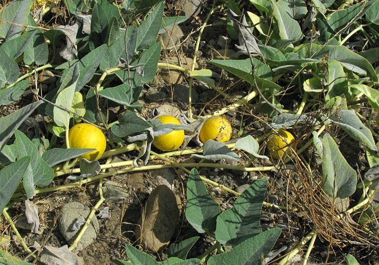 Detailed Picture 9 of Cucurbita foetidissima