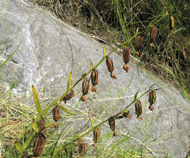 Detailed Picture 6 of Epipactis gigantea