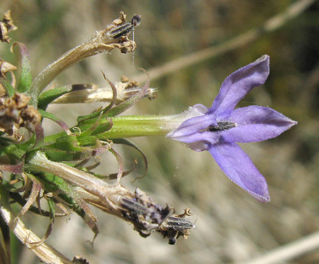 Detailed Picture 3 of Lobelia dunnii var. serrata