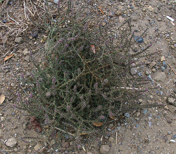 Detailed Picture 8 of Salsola tragus