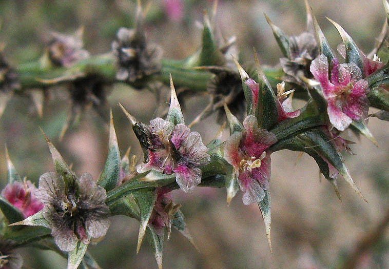 Detailed Picture 1 of Salsola tragus