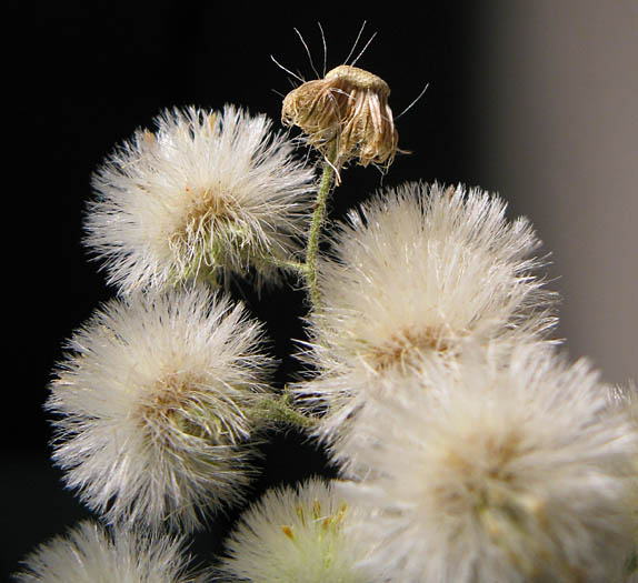 Detailed Picture 8 of Laennecia coulteri