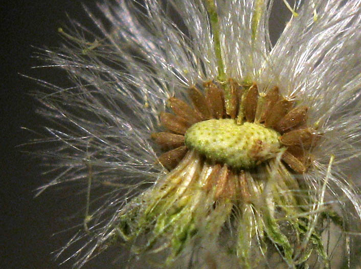 Detailed Picture 9 of Laennecia coulteri