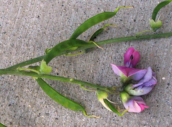 Detailed Picture 3 of Dipogon lignosus