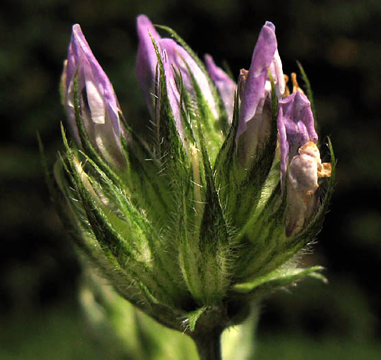 Detailed Picture 2 of Bituminaria bituminosa