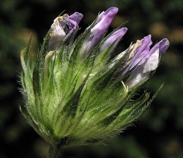 Detailed Picture 1 of Bituminaria bituminosa