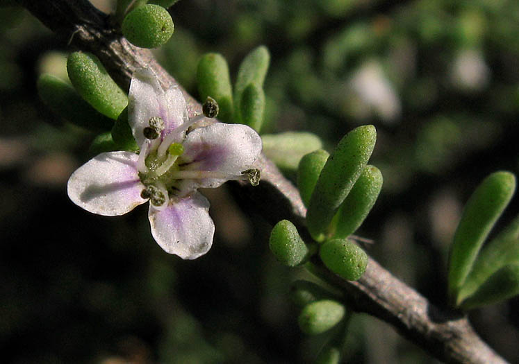 Detailed Picture 2 of Lycium californicum