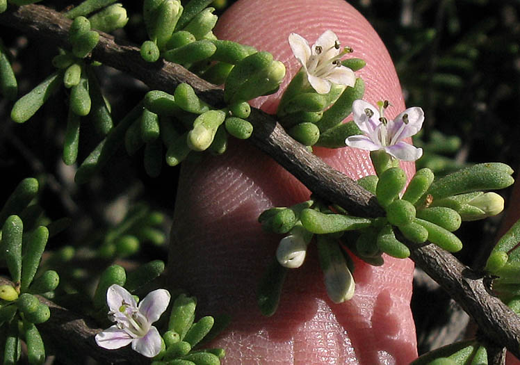 Detailed Picture 4 of Lycium californicum