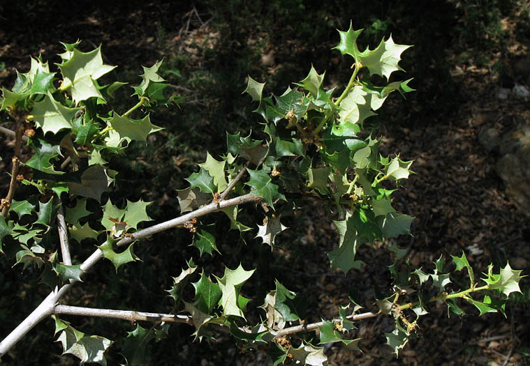 Detailed Picture 6 of Quercus palmeri