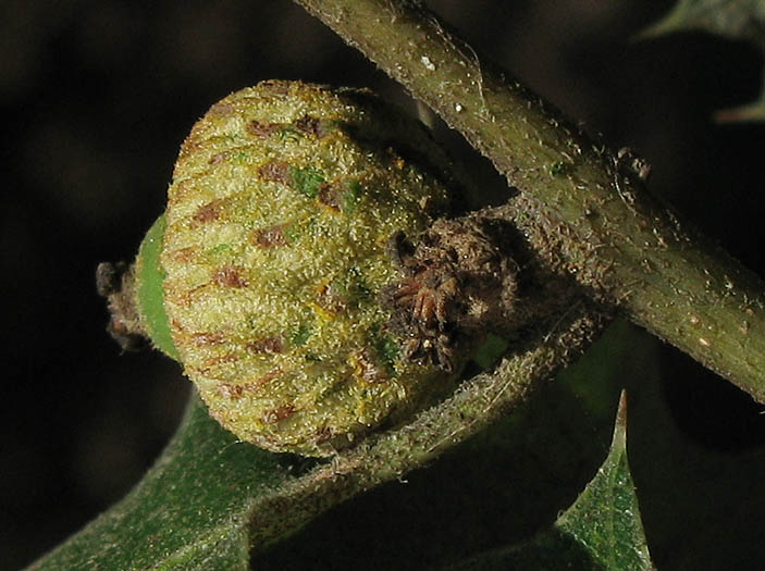 Detailed Picture 4 of Quercus palmeri