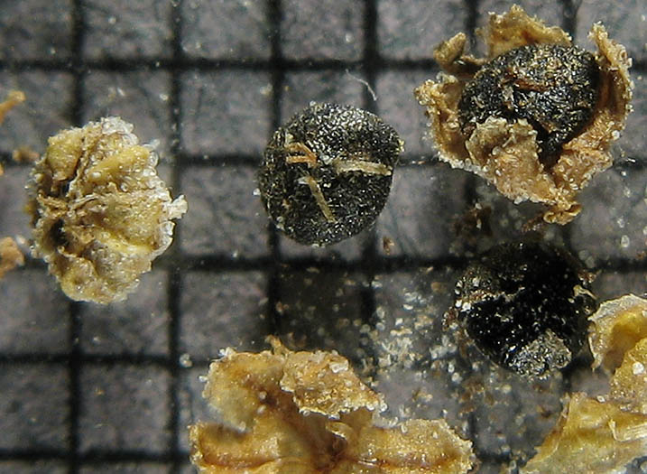 Detailed Picture 8 of Chenopodium berlandieri var. zschackei