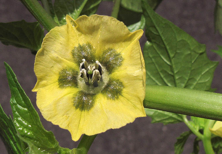 Detailed Picture 1 of Physalis philadelphica