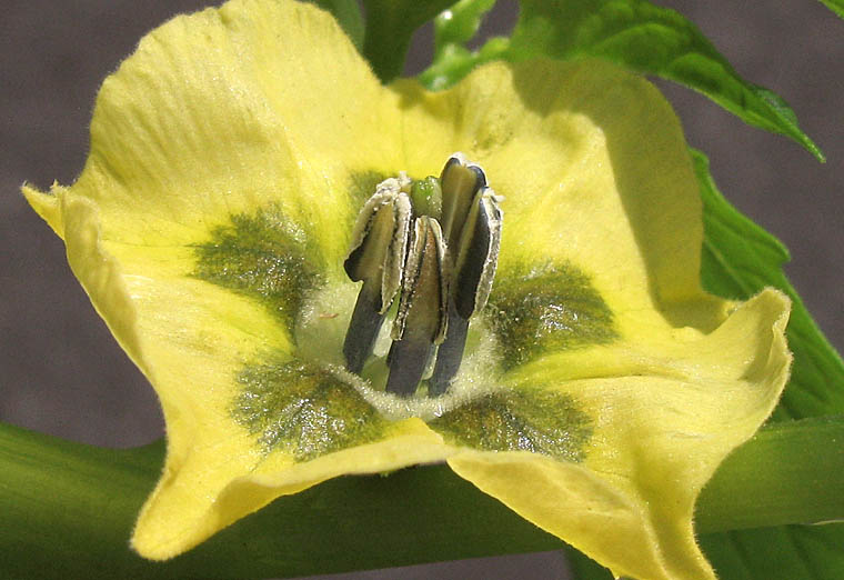 Detailed Picture 2 of Physalis philadelphica