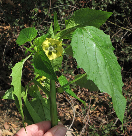 Detailed Picture 4 of Physalis philadelphica