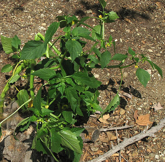 Detailed Picture 6 of Physalis philadelphica