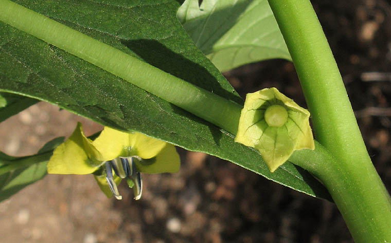Detailed Picture 5 of Physalis philadelphica