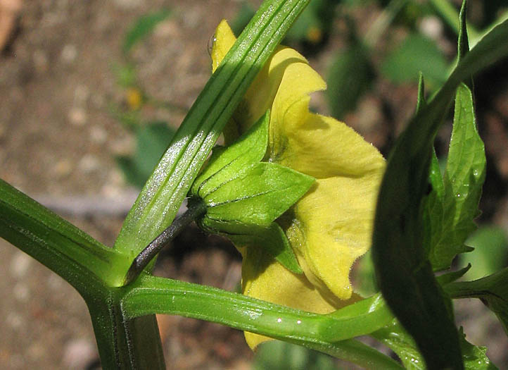 Detailed Picture 3 of Physalis philadelphica
