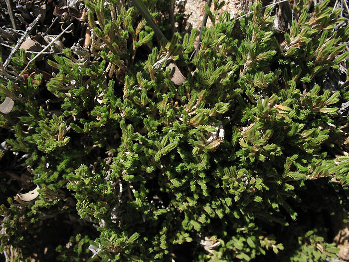 Detailed Picture 4 of Selaginella bigelovii