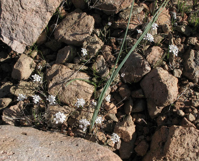 Detailed Picture 7 of Thysanocarpus conchuliferus