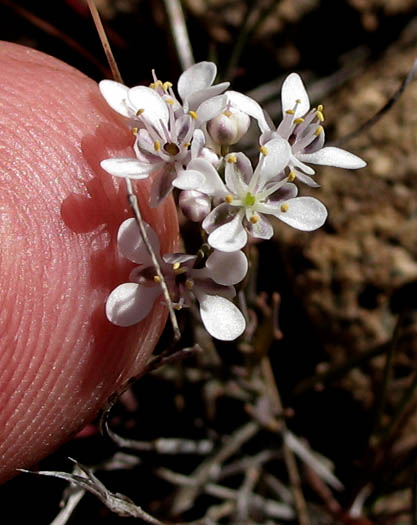 Detailed Picture 3 of Thysanocarpus conchuliferus