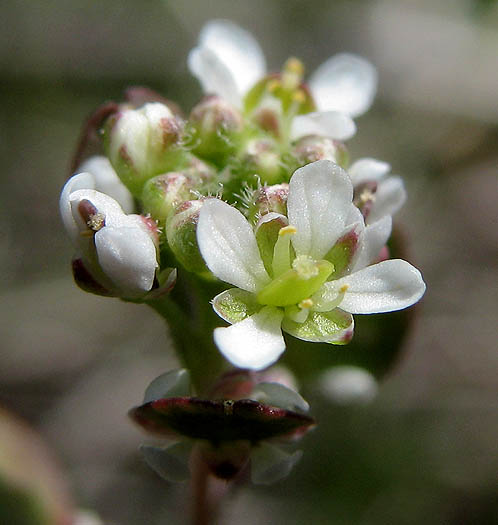 Detailed Picture 2 of Lepidium nitidum