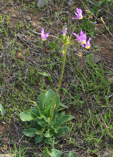 Detailed Picture 5 of Primula clevelandii