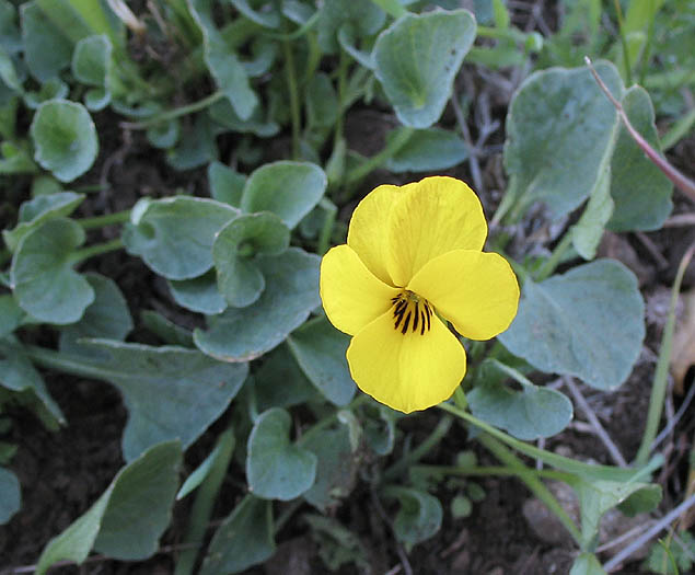 Detailed Picture 1 of Viola pedunculata