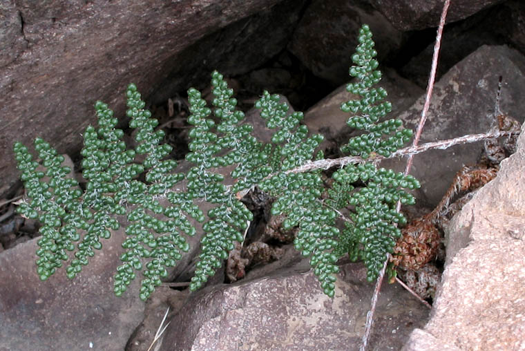 Detailed Picture 2 of Myriopteris covillei