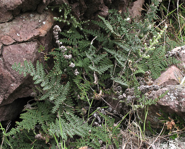 Detailed Picture 3 of Myriopteris covillei