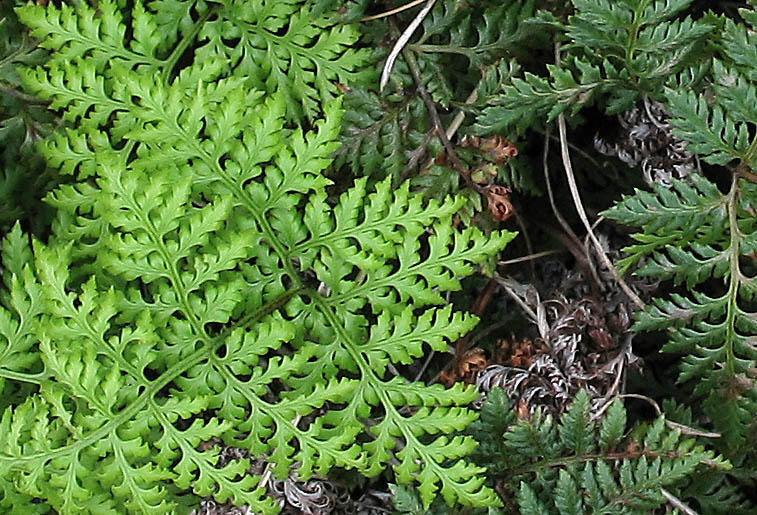 Detailed Picture 1 of Aspidotis californica